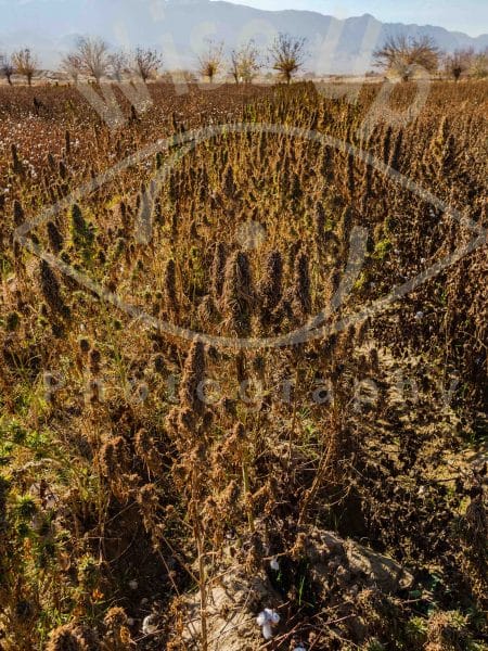 Ripe cannabis field, Mazar-i Sharif, Afghanistan