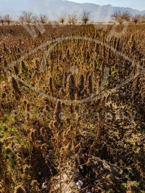 Ripe cannabis field, Mazar-i Sharif, Afghanistan