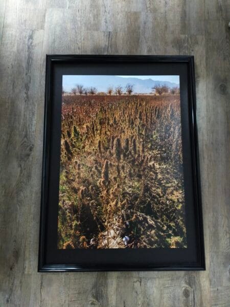 Ripe cannabis field - Mazar-i Sharif, Afghanistan poster
